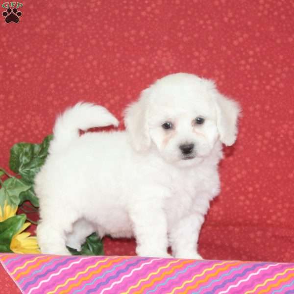 Mango, Bichon Frise Puppy